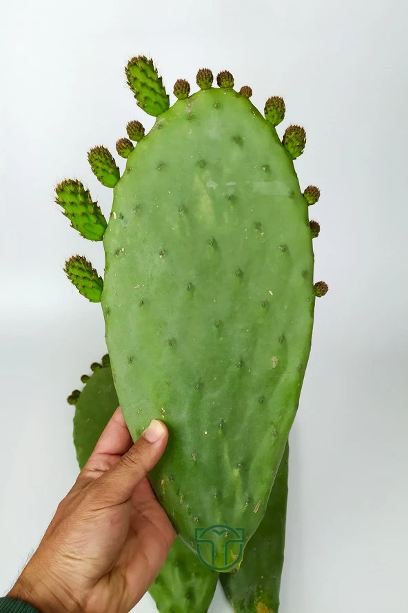 Dikenli İncir 3 Adet Saksısız Çelik Hint İnciri Kaynana Dili Frenk Yemişi Kürek Yemişi - 2