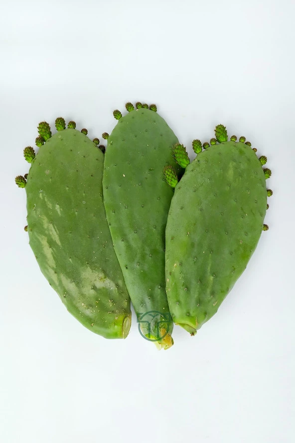 Dikenli İncir 3 Adet Saksısız Çelik Hint İnciri Kaynana Dili Frenk Yemişi Kürek Yemişi