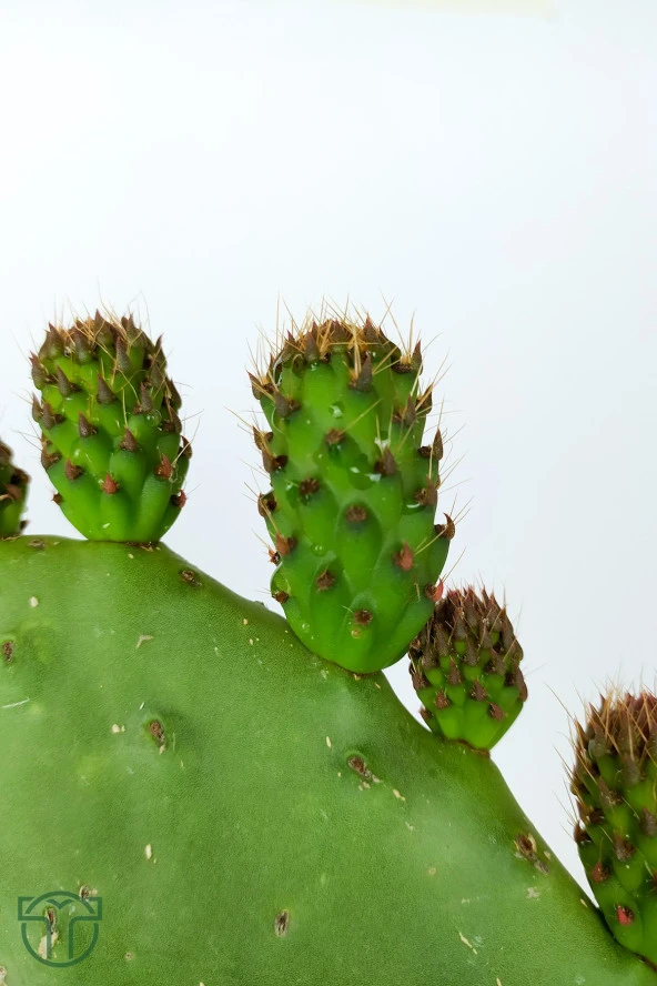 Dikenli İncir 3 Adet Saksısız Çelik Hint İnciri Kaynana Dili Frenk Yemişi Kürek Yemişi - 3