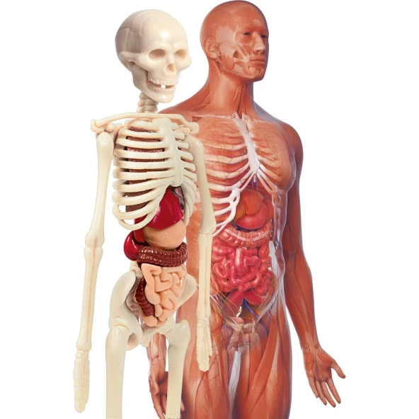 Clementoni İlk Keşiflerim - İnsan Anatomisi - 2