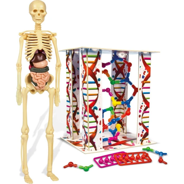 Clementoni İlk Keşiflerim - İnsan Anatomisi - 3