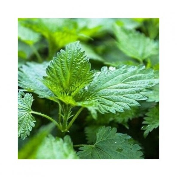 Arzuman Doğal Isırgan Otu Tohumu 100 lü