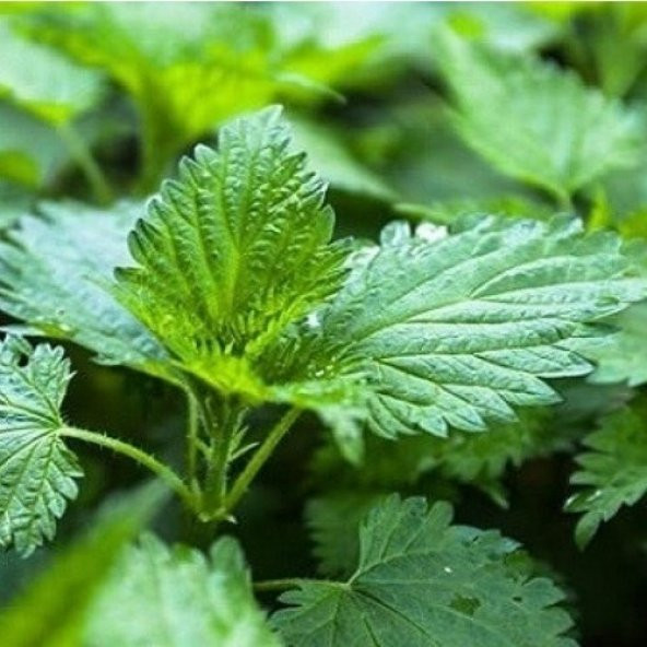 Arzuman Doğal Isırgan Otu Tohumu 100 lü - 3