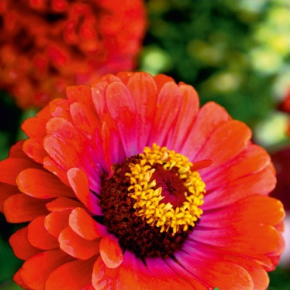 Arzuman Beybeğendi (Zinnia) Çiçek Tohumu 30 Adet ürün görseli 1