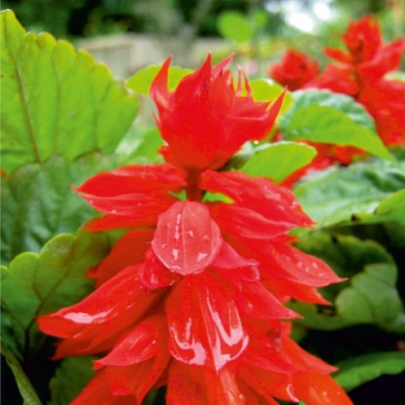Arzuman Ateş Çiçeği (Salvia Splendens) Çiçek Tohumu 30 Adet ürün görseli 1