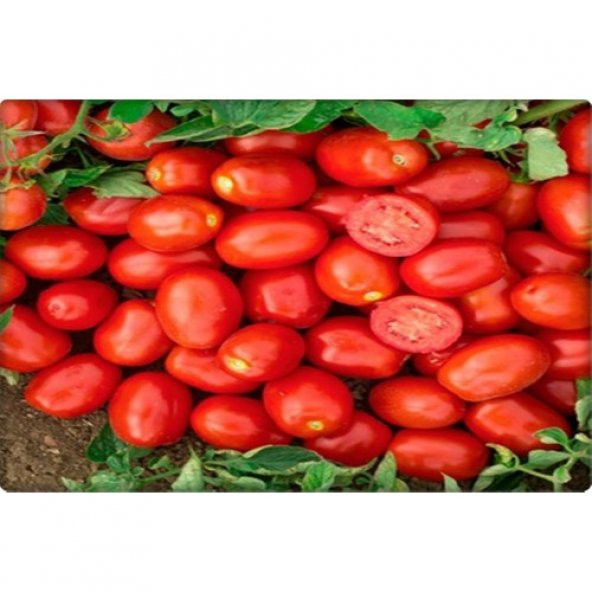 Arzuman Armut Domates (Salçalık Domates) Rio grande (10 gr) - 3