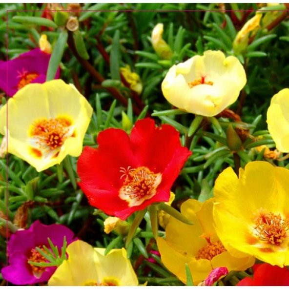 Arzuman İpek (Şellaki) Tohumu 100 Adet ürün görseli 1