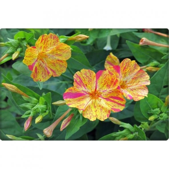 Arzuman Akşam Sefası Tohumu (25 Adet) Karışık Renk - Resim 2