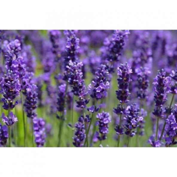 Arzuman Lavanta Tohumu 100 Adet ürün görseli 1