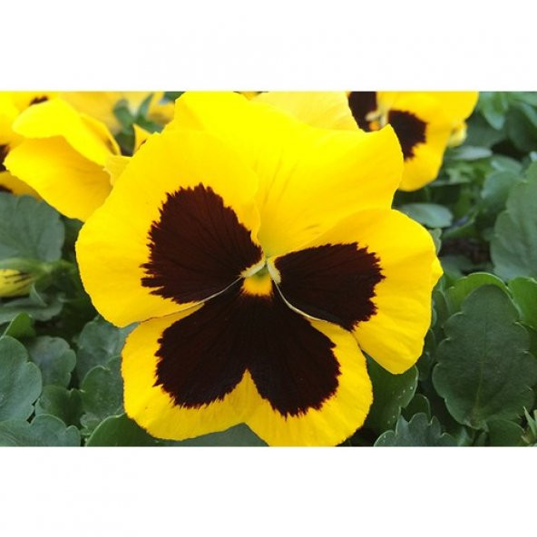 Arzuman Hercai Menekşe 100 Tohum ürün görseli 1