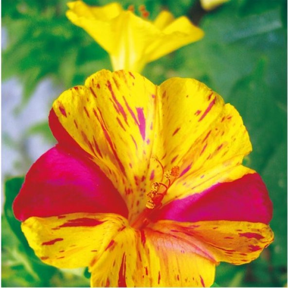 Arzuman Akşam Sefası (Mirabilis Jalapa) Çiçek Tohumu 25 Adet