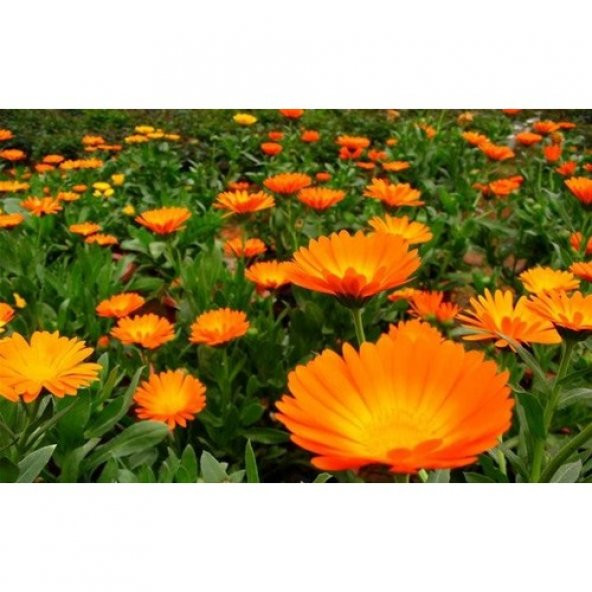 Arzuman Portakal Nergisi - Aynı Sefa (Calendula Officinalis) Çiçek Tohumu 30 Adet