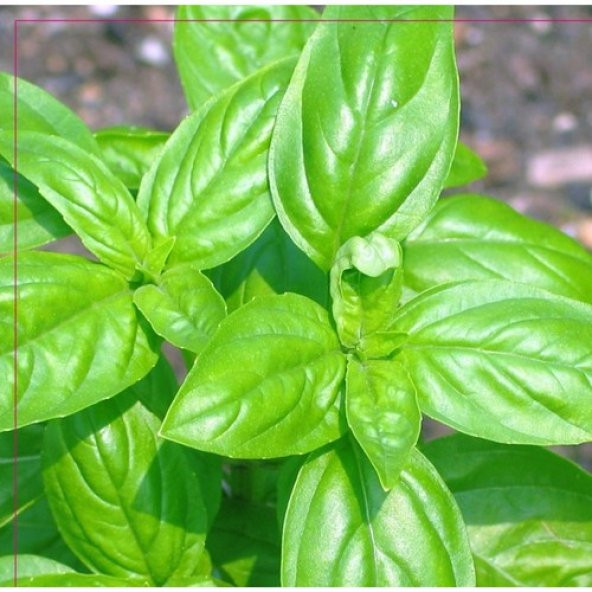 Arzuman Fesleğen Tohumu 100 Adet ürün görseli 1