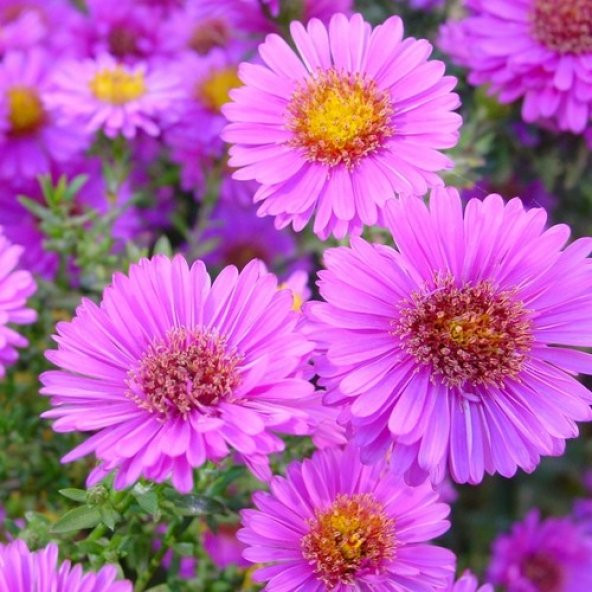 Arzuman Aster 50li ürün görseli 1