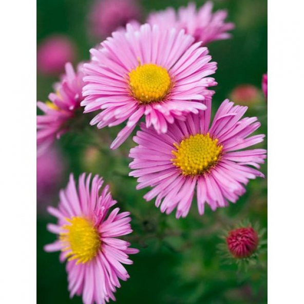 Arzuman Dilber Kirpiği (Aster) 50 Adet ürün görseli 1