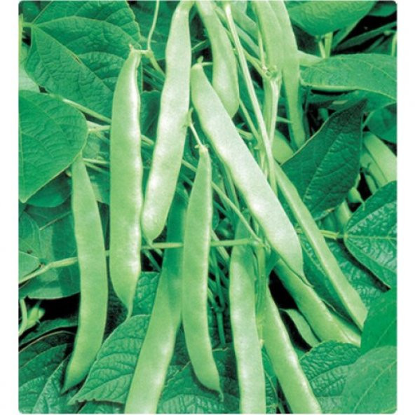 Arzuman Fasulye (Sırık) 50 Gram ürün görseli 1