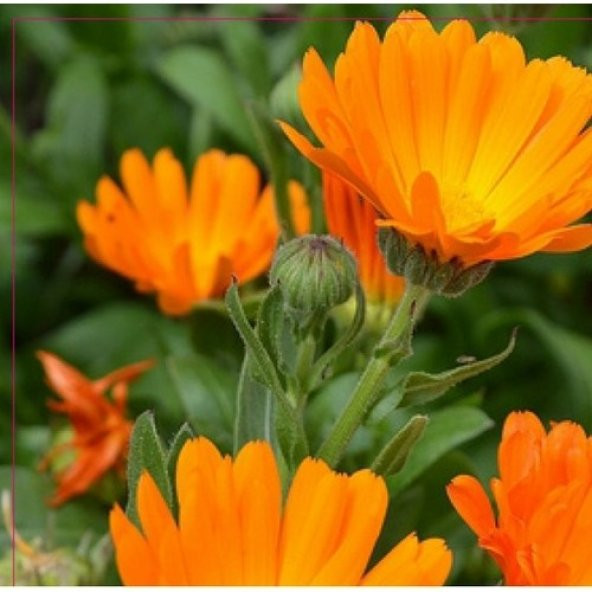 Arzuman Portakal Nergisi 30lu ürün görseli 1