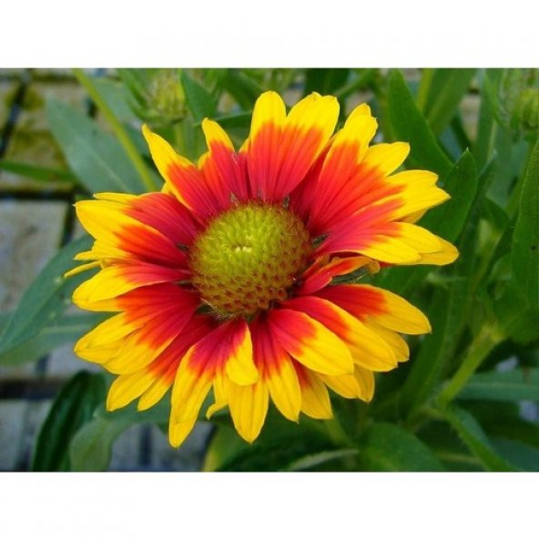 Arzuman Ayyıldız Çiçeği 50li ürün görseli 1