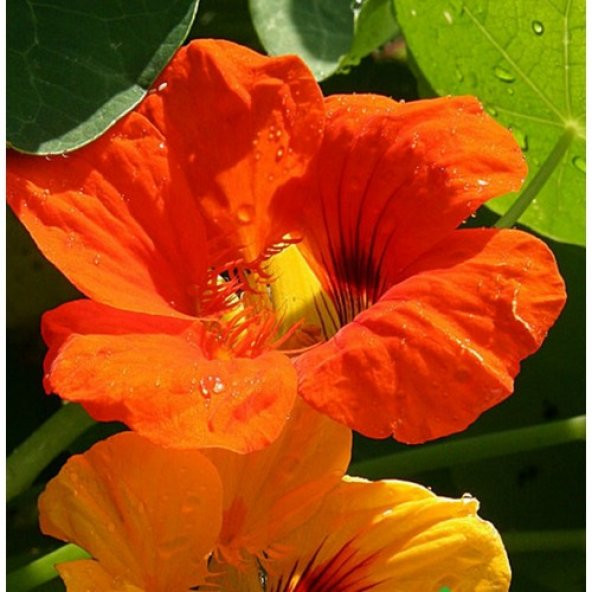 Arzuman Laden Çiçeği 6 Tohum ürün görseli 1