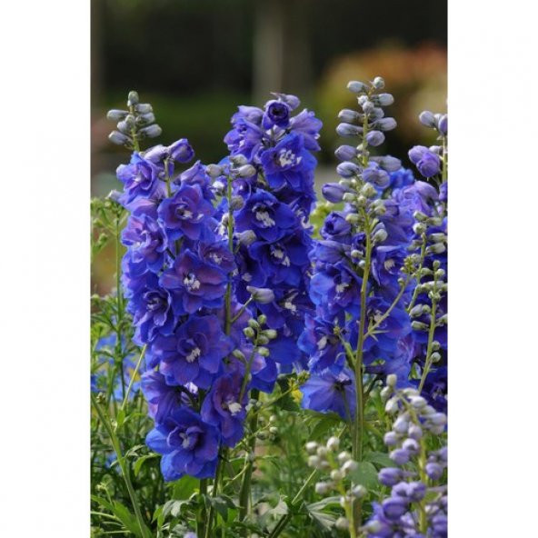 Arzuman Hazeran Tohumu 30 Adet ürün görseli 1