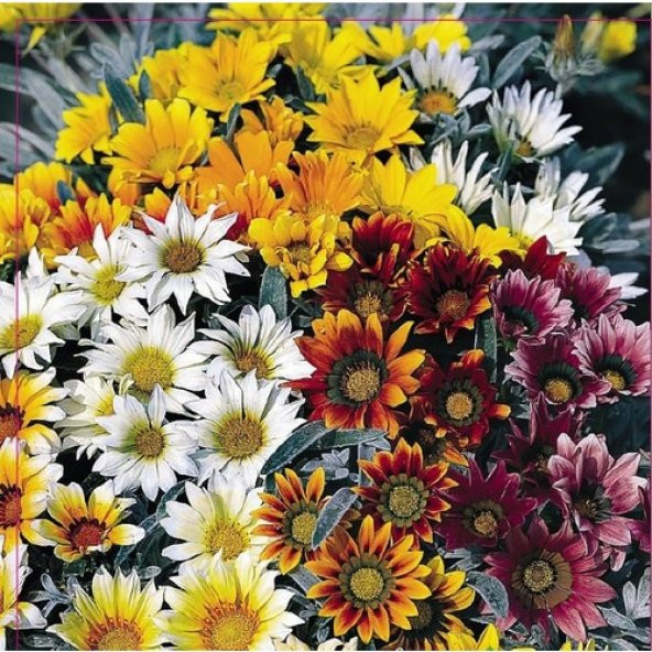 Arzuman Meramlı Kız (Gazania Splendens) Çiçek Tohumu 20 Adet - 1