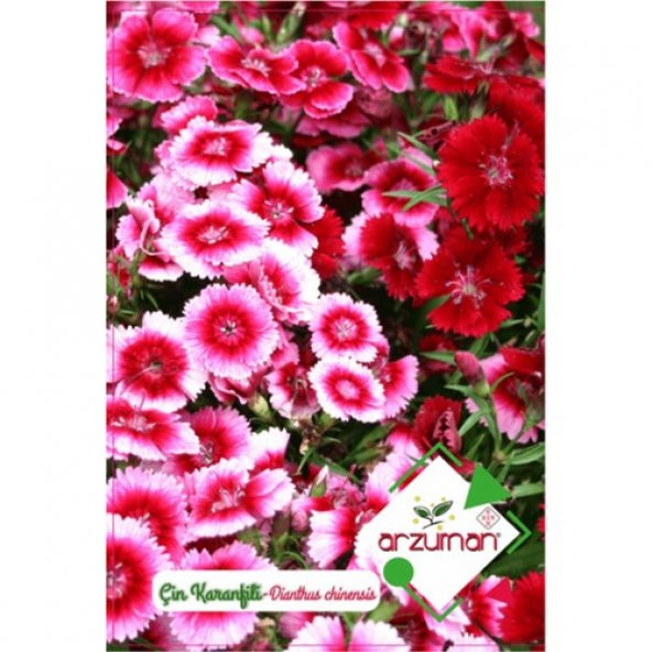 Arzuman Çin Karanfili Tohumu 100lü ürün görseli 1