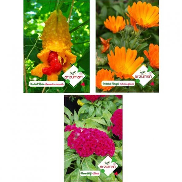 Arzuman Kudret Narı Portakal Nergisi Horozibiği Tohumu