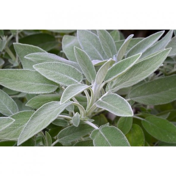 Arzuman Adaçayı (Salvia Offıcınalıs) 50 Adet ürün görseli 1