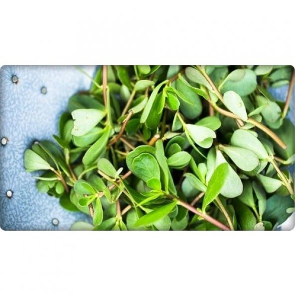 Arzuman Semizotu Tohumu 10 gr - Resim 3