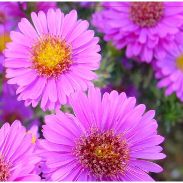 Arzuman Dilber Kirpiği Tohumu 50 Adet ürün görseli 1