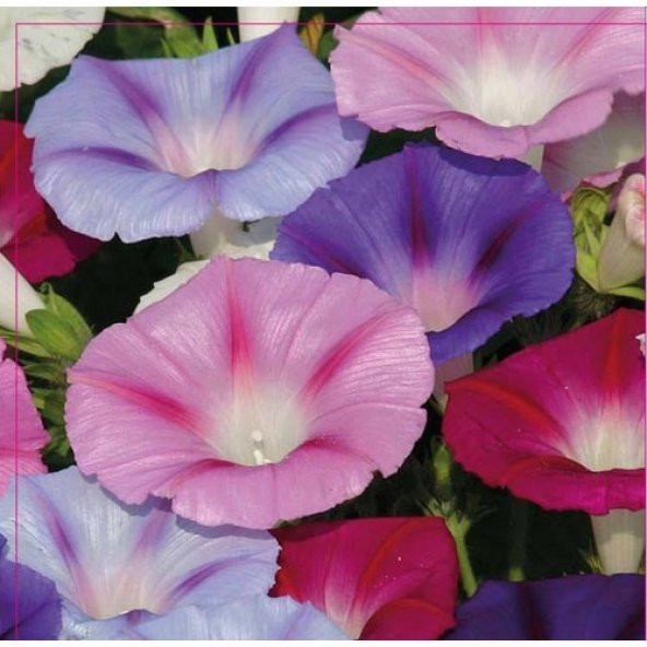 Arzuman Sarmaşık Tohumu 50 Adet ürün görseli 1