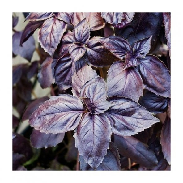 Arzuman Mor Fesleğen 100lü ürün görseli 1