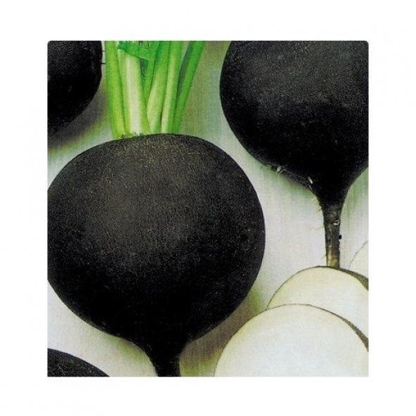 Arzuman Siyah Turp Tohumu 10 Gram - Resim 3