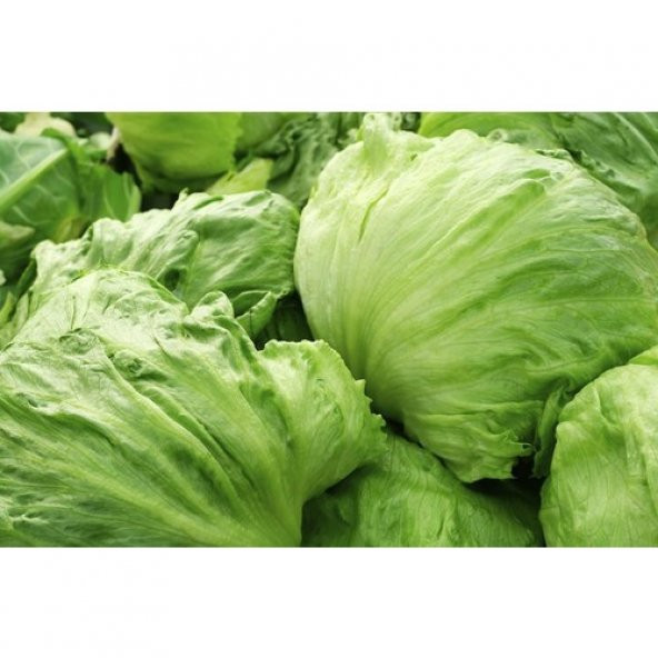 Arzuman Iceberg Marul (İthal) Marul 5 Gram