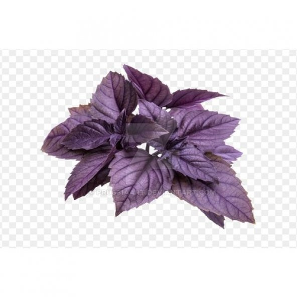 Arzuman Mor Fesleğen (Reyhan) Tohumu 100 Adet - 3
