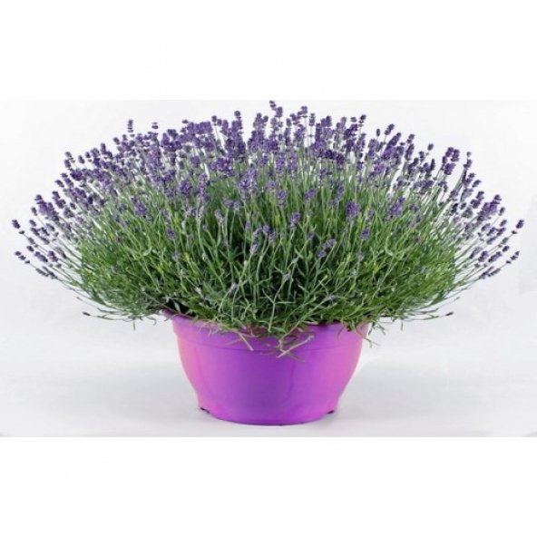Arzuman Lavanta Çiçeği Tohumu (100 Adet) - 4