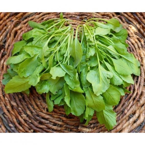 Arzuman Tere Tohumu (25 Gr) Arzuman - Resim 2