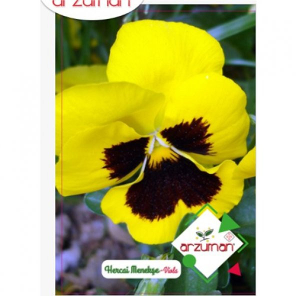 Arzuman Hercai Menekşe Tohumu 100lü ürün görseli 1