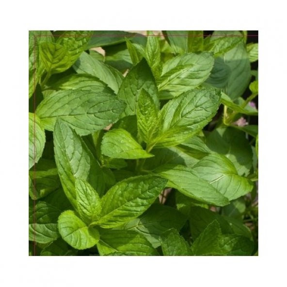 Arzuman Nane Tohumu (100 Adet) Keskin Kokulu ürün görseli 1