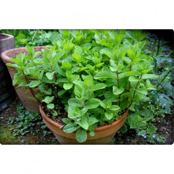 Arzuman Nane Tohumu (100 Adet) Keskin Kokulu - Resim 5