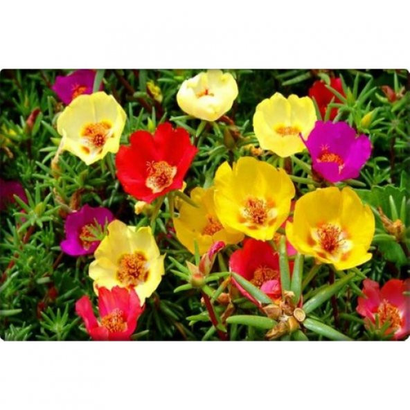 Arzuman Ipek Çiçeği Şellaki 100 Adet Karışık Renk