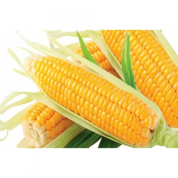 Arzuman Küçük Çiftlik Tatlı Mısır Tohumu 25 gr Hibrit Şeker Mısır - 3
