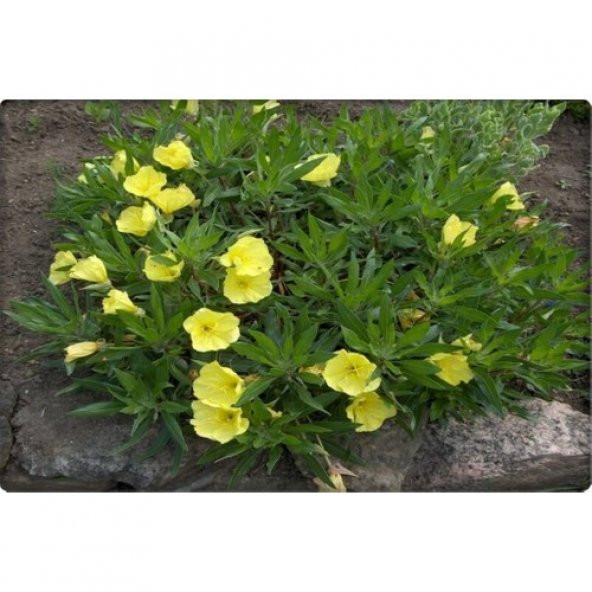 Arzuman Ezan Çiçeği Tohumu (100 Adet) Çiçeklerini Akşam Açar - Resim 2