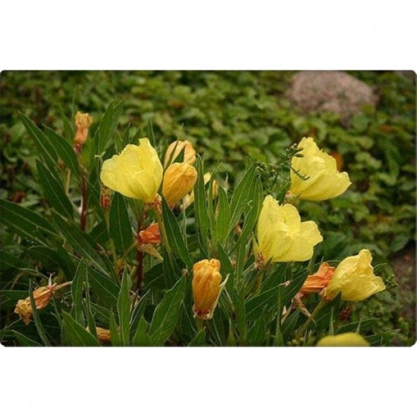 Arzuman Ezan Çiçeği Tohumu (100 Adet) Çiçeklerini Akşam Açar - Resim 3