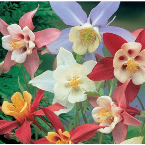 Arzuman Yer Küpelisi 100 Tohum