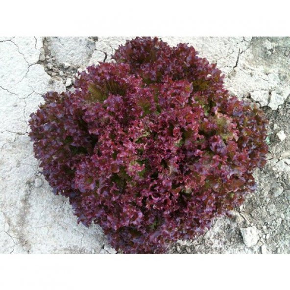 Arzuman Kırmızı Kıvırcık Marul (İthal) Marul 5 Gram