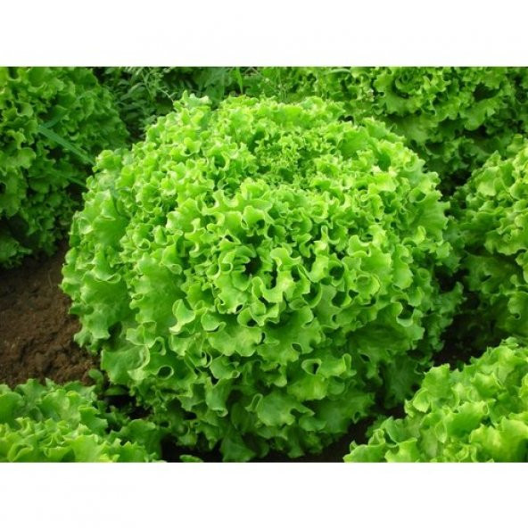 Arzuman İri Kıvırcık Marul 10 Gram