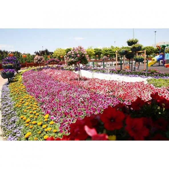 Arzuman Karışık Çiçekler Tohumu (50 Adet) 8-10 Çeşit Çiçek - 3