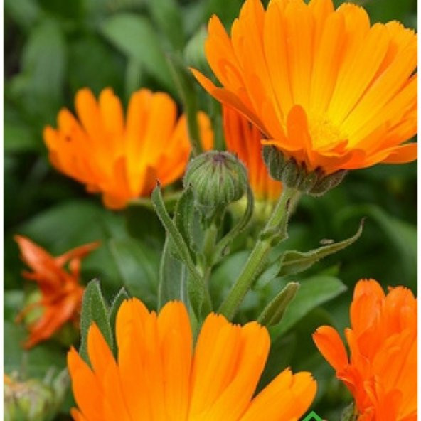 Arzuman Portakal Nergisi 30 Tohum ürün görseli 1