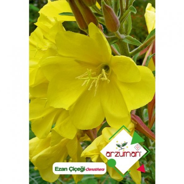 Arzuman Ezan Çiçeği (Oenothera) Çiçek Tohumu 100 Adet